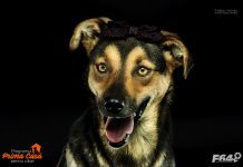 F64 lansează programul „Prima casă pentru căței“