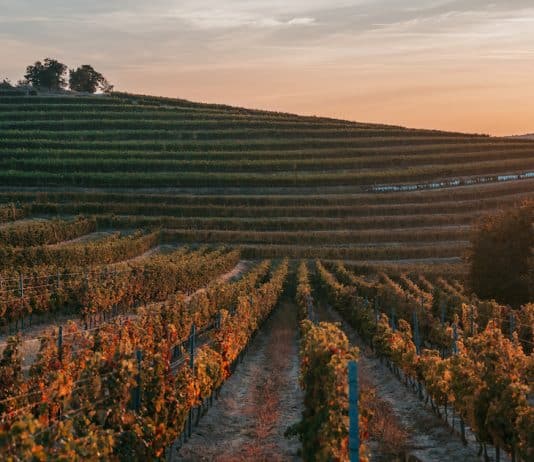 Tohani Romania Podgorie