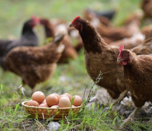 Ograda Verde extinde livrarea la nivel național Ograda Verde